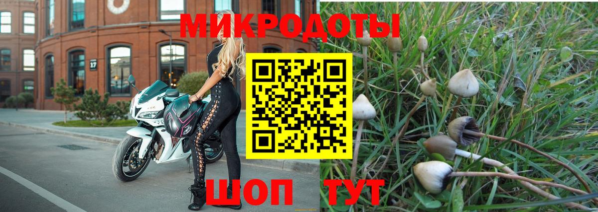 Галлюциногенные грибы Psilocybe Дмитров
